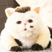 JY