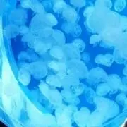 asuasu☆の画像
