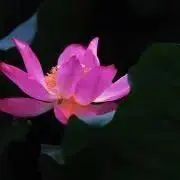 ☘️蓮໒꒱〖プロフ必読 〗次回発送7/7の画像
