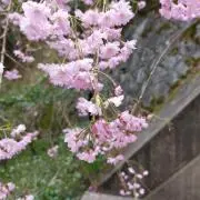 ほうじ茶ラテの画像
