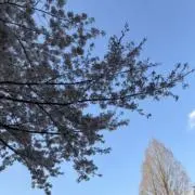 ななおの画像