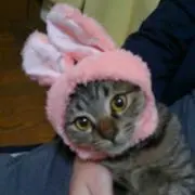 善(即購入OKです♪)