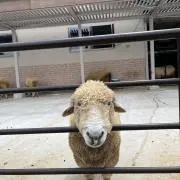 TATAの画像