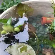medakaの画像