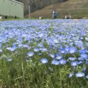 みの画像