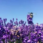 Disney markrita バンビ 60周年 置物 とんすけ☆激レア☆ - メルカリ