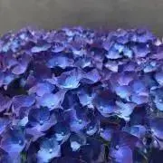 あむの画像