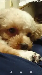 ぷーちゃんの画像