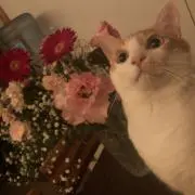 めるの画像