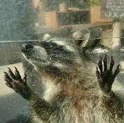 Racoonラスカルの画像