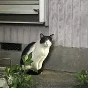 つかさの画像