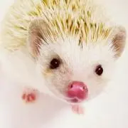 はりはりはりねずみの画像