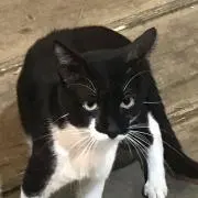 ぴーひゃら