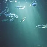 あかりの画像