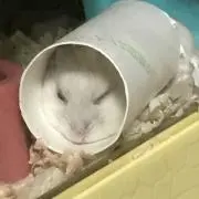 たろ