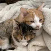 ちっぷっぷの画像