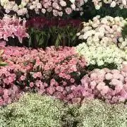ちゃこの画像