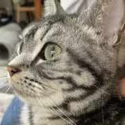 のんちゃんの画像