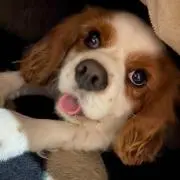 ちょこの画像