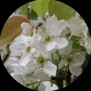 maya☆の画像