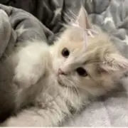 ももさんの画像