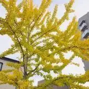 Kanaの画像