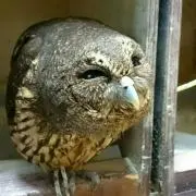 やま