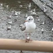 うさみの画像
