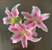 mahohoの画像