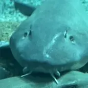 zzz