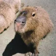 Naaaの画像