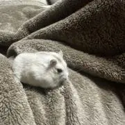 みるきいの画像