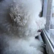 Lilyの画像