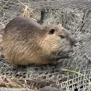 ぐぅ〜の画像
