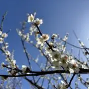 yasaの画像