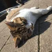 nonの画像
