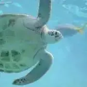 さとやんペット喫煙者ナシの画像