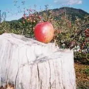 HIRATEの画像