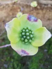 ハッピーアローズの画像