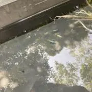 ねぷちゅーん