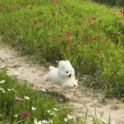 ちみの画像