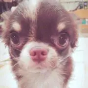 shoko