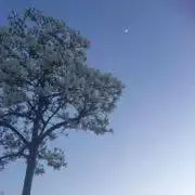 カラーひよこ【まとめ割可能です】の画像