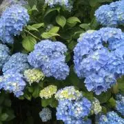 peaceの画像