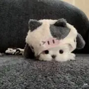 にんじんの画像