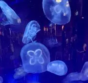 しおの画像