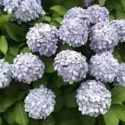 ⁑mia⁑の画像