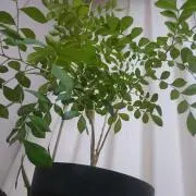 cljadeの画像