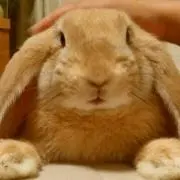 シフォン