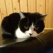 のりのりの画像